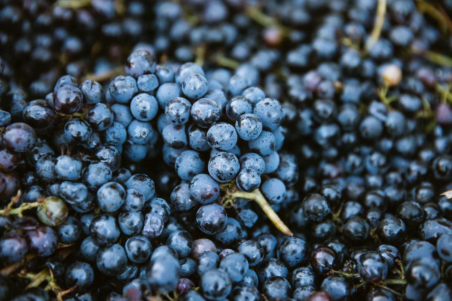 Close-up of freshly harvested dark purple wine grapes