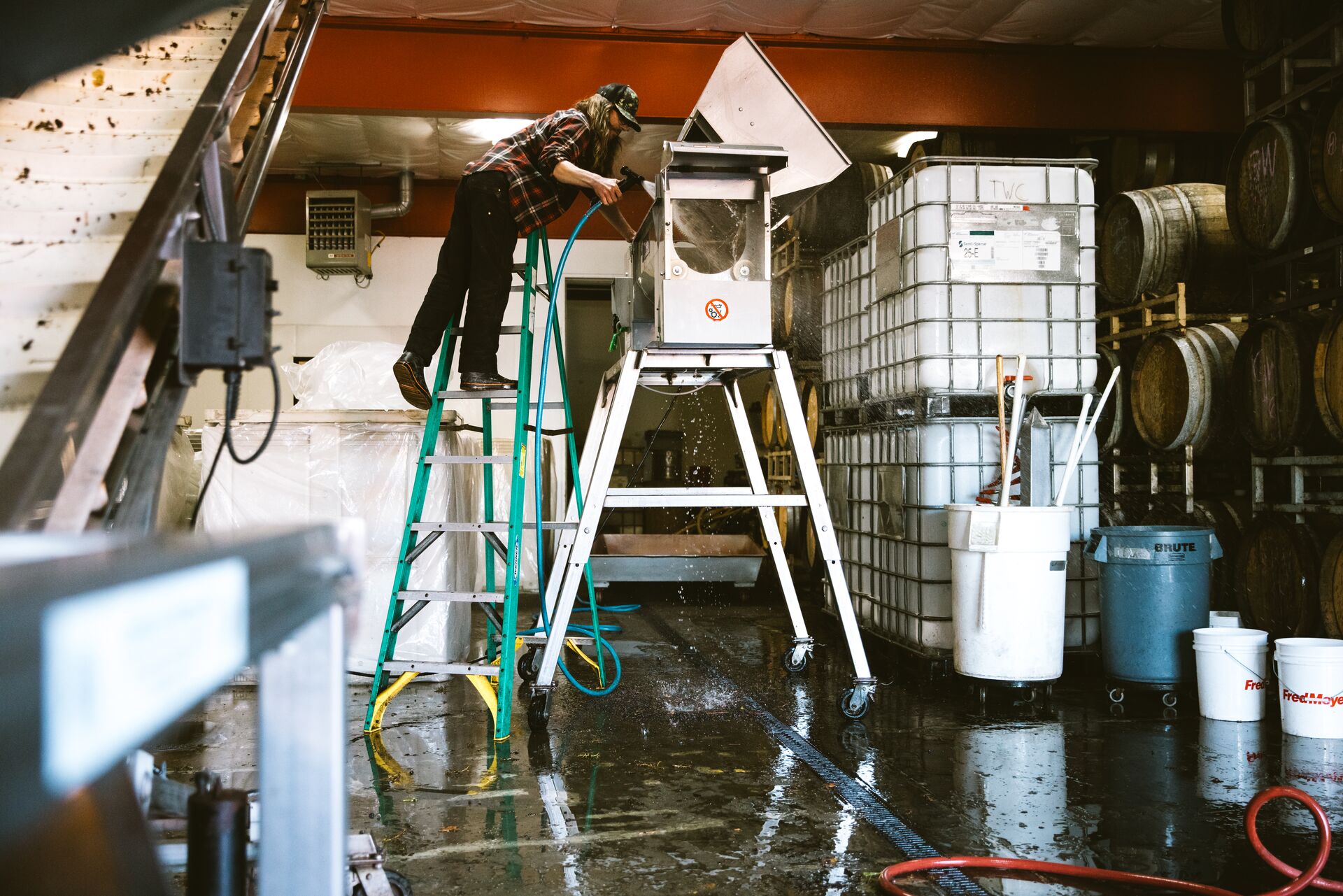 A winemaker on a ladder feeding grapes into a crusher-destemmer during harvest